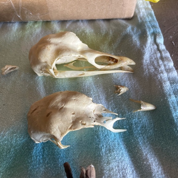 Misc bones / skulls - wild Turkey , coyote & deer jaws - all from Ky - Picture 2 of 6